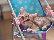 BKH KITTEN ABHOLBEREIT - Esslingen (Neckar)