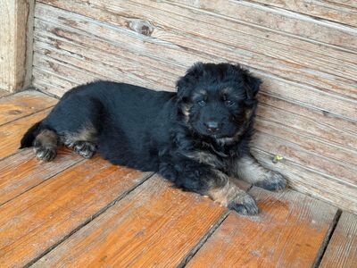 Rüden Schäferhunde Welpen