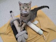 Liebevolle Kämpferin sucht Kuschelmensch - Walluf