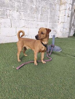 Bruno - Geilenkirchen