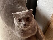1 jahr alte katze weiblich - Augsburg