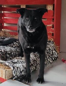 Megi 💗 herzliche, sanfte Hunde-Seniorin - Hamburg