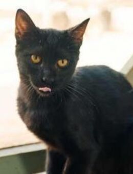 Cooper, geheimnisvoller Panther, ca. 6 M - Vaterstetten