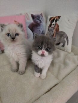 BLH Kitten! - Andernach