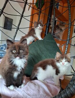 Maine Coon Kitten - Höchenschwand