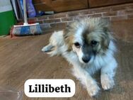Lillibeth saß allein am Straßenrand - Berlin