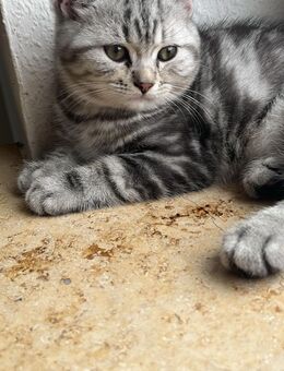 Bkh kitten suchen neues zu Hause - Bottrop