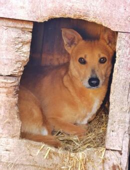 Toni, etwas schüchtern, liebevoll - Bonndorf (Schwarzwald)