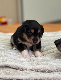 Australien Shepherd x Altdeutscher Hütehund Welpen - Recklinghausen