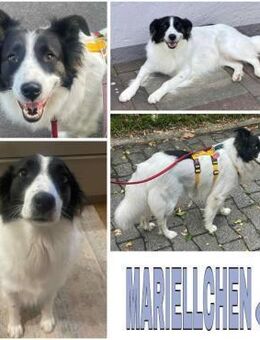 MARIELLCHEN -Herzenshündin- - Duisburg