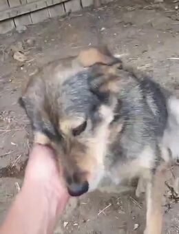 Sanfte Xenia❤ sucht Hundekenner - Seggebruch