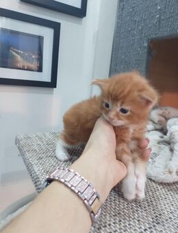 Main Coon Kitten abzugeben 2 Männchen - Magdeburg