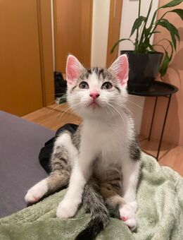 Kleiner Kater ab sofort bereit auszuziehen - Rödental