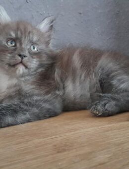 Maine Coon Junge mit Stammbaum in black smoke - Murrhardt