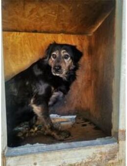 Thea - Pflegestelle oder Zuhause gesucht - Oberwies