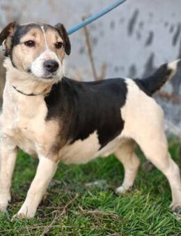 Tibor - ein Terrier-Mix - Willich