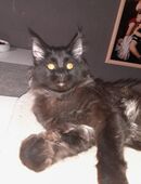 Maine Coon Mädchen mit Stammbaum in 71540