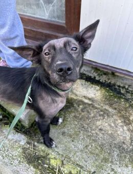 ZIGGY ❤ EILIG! - Langenhagen