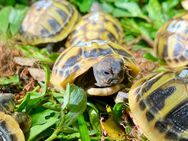 Griechische Landschildkröten Nachzucht 2023 - Kitzingen