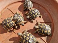 Griechische Landschildkröten - Westrasse - Thh - 2023 - Toscana - Nattheim
