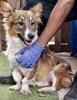 Kibo sucht seine Familie zum Kuscheln - Koblenz