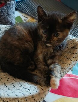 3x Kitten Mix EKH und BKH - Wendelstein