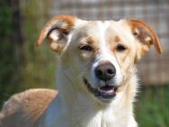 Rosicia 💚💚💚 sucht Sicherheit - Herxheim (Landau)