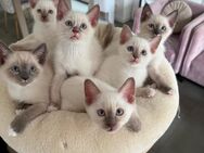 Siam kitten Lilac und Blue Point - Hamburg Bergedorf