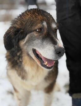 Manjana ist freundlich, wartet so lange - Blankenheim (Nordrhein-Westfalen)