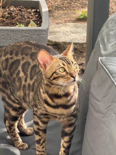 Sechs wunderschöne Bengal Blue BKH Kitten - Wuppertal