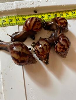 Achatschnecke Lissachatina fulica wild - Havelberg