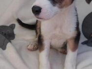 Lukas hübscher Hundejunge - Berlin