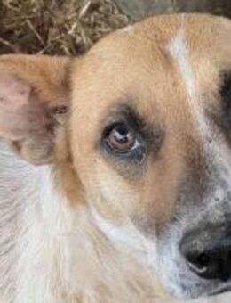 Malibu ist ein zartes Seelchen 🐾 - Elsdorf (Nordrhein-Westfalen)