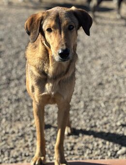 Willi sucht sein Glück - Celle