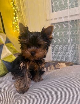 Reinrassige Yorkshire Terrier Welpen - Berlin