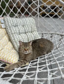 Cleo sucht ein neues zu Hause - Köln