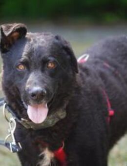 Pepper sucht dringend ein Zuhause - Duisburg