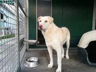 Bianco - Paten mit ❤️ gesucht - Grevenbroich