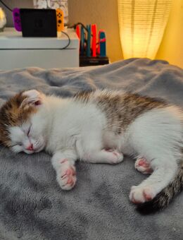 Süßes, verschmustes Kitten sucht ein Zuhause! - Langenselbold