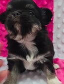 Letzte Hündin Chihuahua in 55232