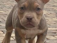 American Bully - Baiersbronn