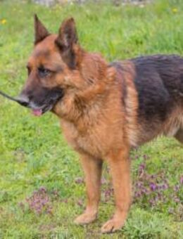 SANCHO - diese Rasse ist doch klasse - Overath