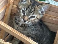 Bengal Main coon mix kitten - Wangels
