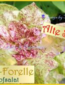 ♥ Salat Goldforelle sehr Alte Sorte, Samen,Garten samenfest Rarität Tulpenstolz in 22457
