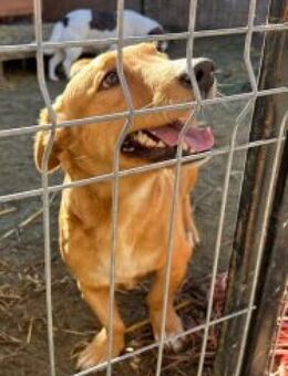 Wanda 28 cm - Alpenrod