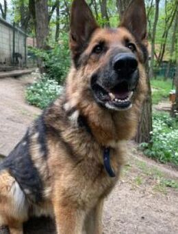 Muchtar, Schäferhund mit Ausbildung - Bad Belzig