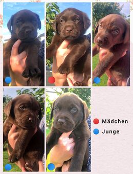 Zuckersüße Labradorwelpen - Ahrensfelde