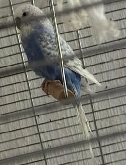 Wellensittiche mit Käfig und Zubehör - Iserlohn