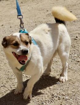 Nacho, verschmust, klug, zutraulich - Westerholt