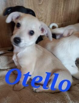 Otello wurde ausgesetzt - Waakirchen